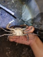 Chinapotamon maolanense