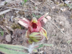 Caladenia discoidea