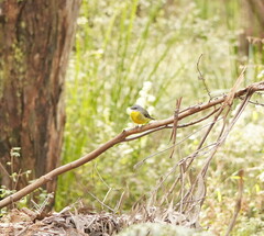 Eopsaltria australis