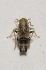 Dicranotropis hamata