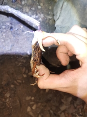 Chinapotamon maolanense