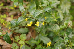 Goodenia ovata