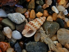 Maculotriton serriale