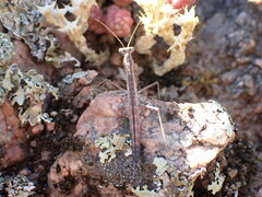 Geomantis larvoides