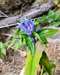 Gentiana asclepiadea