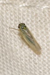 Macrosteles