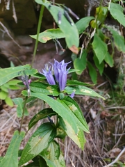 Gentiana asclepiadea