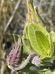 Gomphocarpus cancellatus
