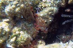 Scorpaena maderensis