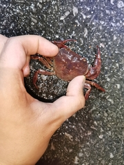 Longpotamon rongshuiense