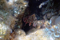 Scorpaena maderensis