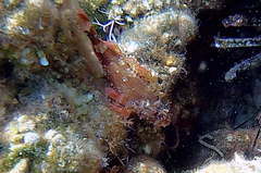 Scorpaena maderensis