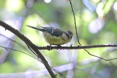 Cyanistes caeruleus