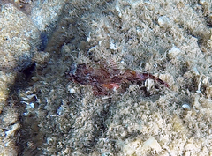 Scorpaena maderensis