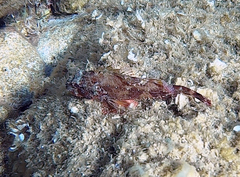 Scorpaena maderensis