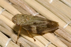 Aphrophora alni