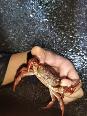 Longpotamon rongshuiense