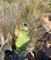 Gomphocarpus cancellatus