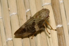 Aphrophora alni