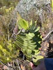 Gomphocarpus cancellatus