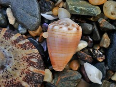 Conus miliaris