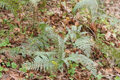 Polystichum proliferum