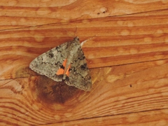 Catocala semirelicta