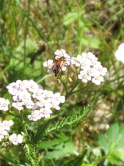 Stenurella bifasciata