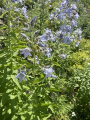 Campanula lactiflora