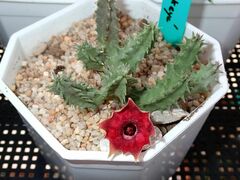 Huernia