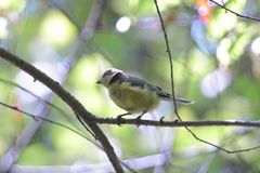 Cyanistes caeruleus