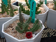 Huernia
