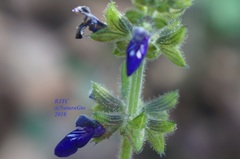 Salvia nana