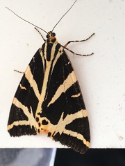 Euplagia quadripunctaria