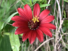 Zinnia peruviana