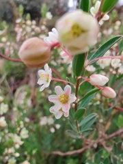 Plantae
