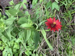 Zinnia peruviana