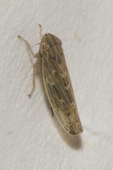 Psammotettix alienus