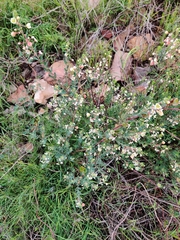 Plantae