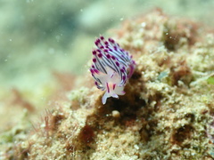 Coryphellina