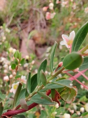 Plantae