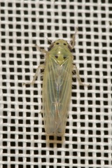 Macrosteles