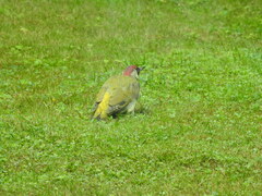 Picus viridis