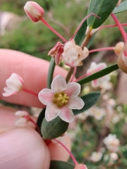 Plantae