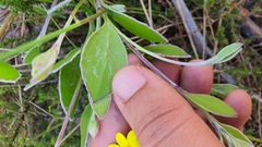 Osteospermum pyrifolium