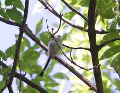 Aegithalos caudatus