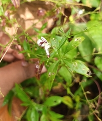 Andrographis paniculata