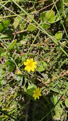 Osteospermum pyrifolium