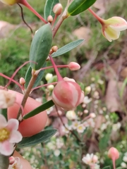 Plantae