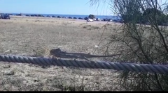Chamaeleo chamaeleon chamaeleon